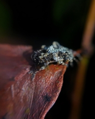 Tuberopeplus chilensis