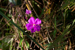 Dissotis princeps