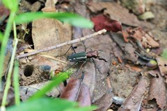 Cicindela interruptofasciata