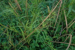 Hemarthria altissima