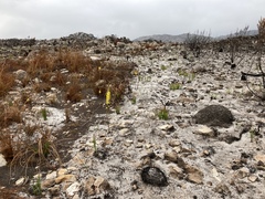 Bulbine cepacea