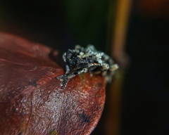 Tuberopeplus chilensis