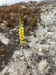 Bulbine cepacea