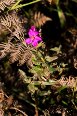Dissotis princeps