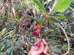Glossoloma ichthyoderma