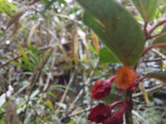 Glossoloma ichthyoderma