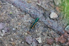 Cicindela elegantula