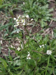 Capsella bursa-pastoris