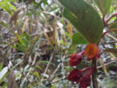 Glossoloma ichthyoderma