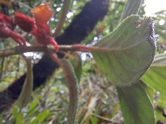 Glossoloma ichthyoderma