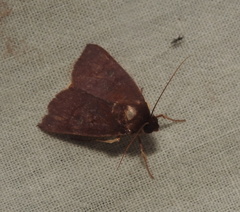 Calymera