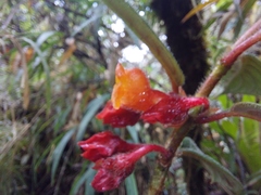 Glossoloma ichthyoderma