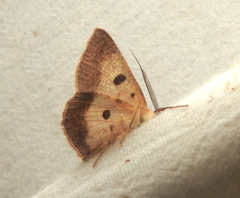 Petelia medardaria