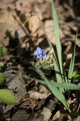 Gentiana zollingeri