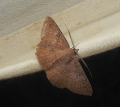 Petelia medardaria