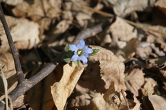 Gentiana zollingeri