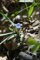 Gentiana zollingeri