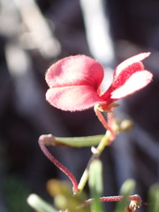 Indigofera punctata