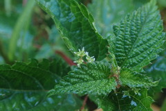 Urtica dioica