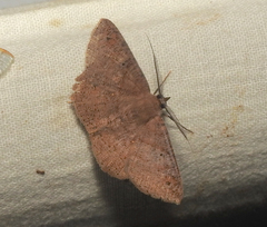 Petelia medardaria
