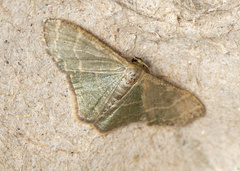 Lophophleps triangularis