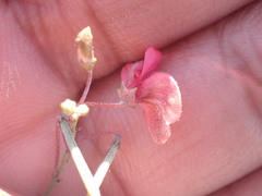 Indigofera punctata