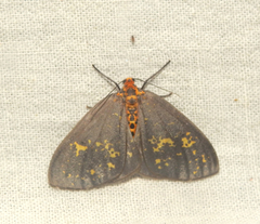 Abraxas poliaria
