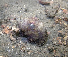 Amphioctopus