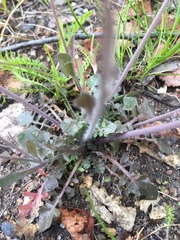 Arabidopsis arenosa arenosa