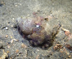 Amphioctopus