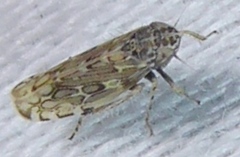 Hebecephalus
