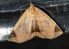 Psimada quadripennis