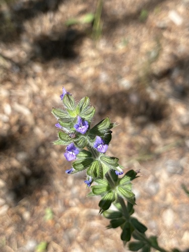 Salvia verbenaca iNat (3)