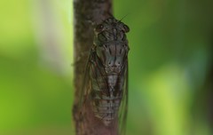 Orientopsaltria