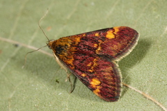 Pyrausta aurata