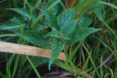 Urtica dioica