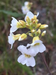 Arabidopsis arenosa arenosa