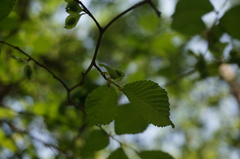 Ulmus macrocarpa
