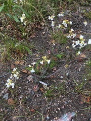 Arabidopsis arenosa arenosa