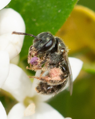 Lasioglossum imitatum