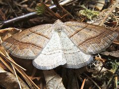 Petrophora subaequaria