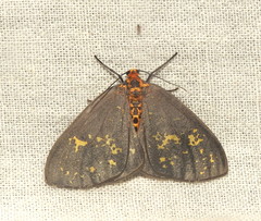 Abraxas poliaria