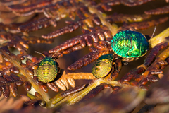 Erachtheus lutulentus