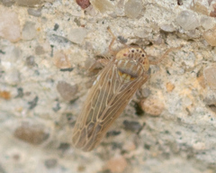 Graminella sonora