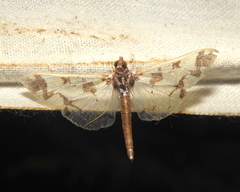 Polythlipta