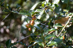 Gymnosporia harveyana harveyana
