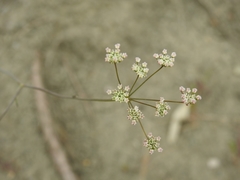 Pimpinella cretica
