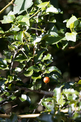 Gymnosporia harveyana harveyana