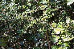 Gymnosporia harveyana harveyana