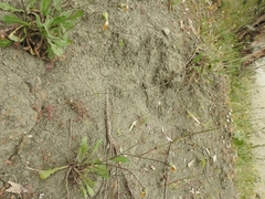 Pimpinella cretica